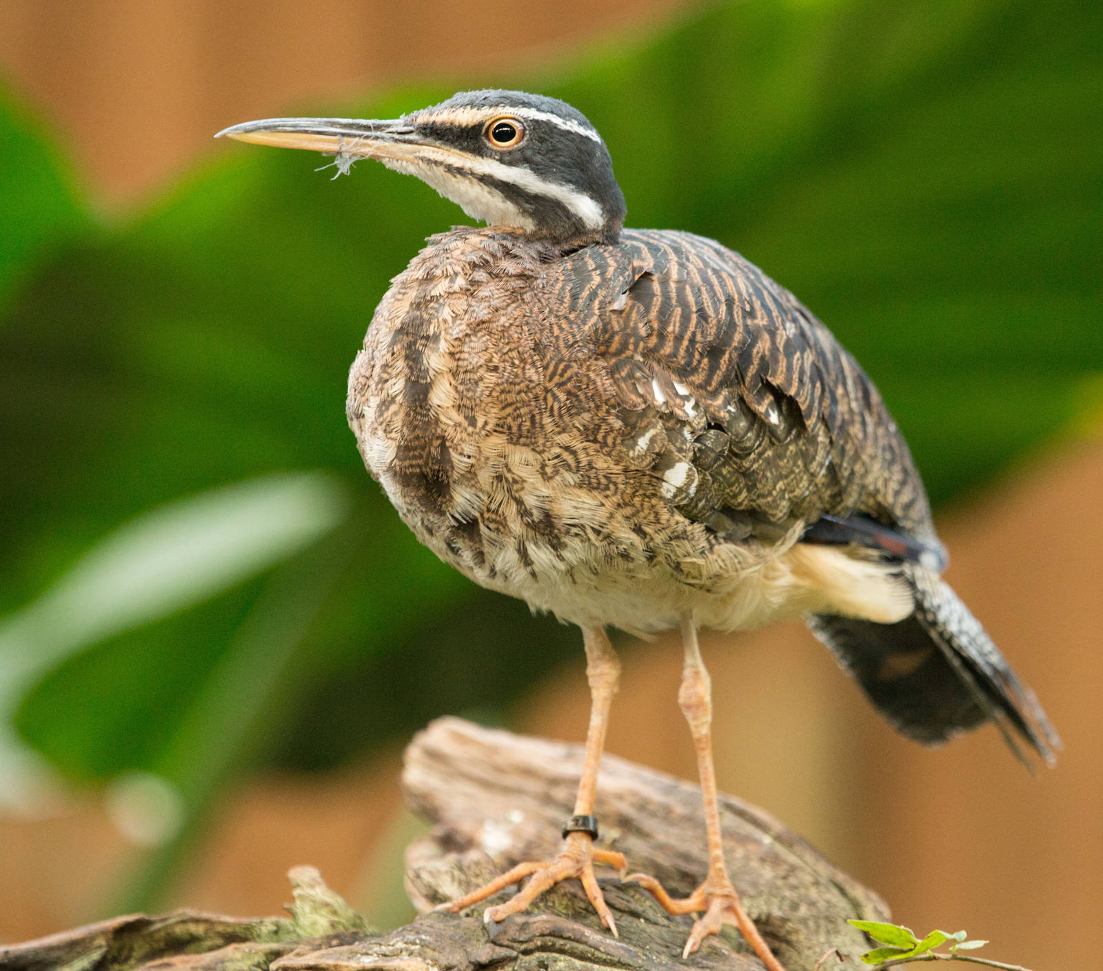 Sun Bittern (Eurypyga helias)