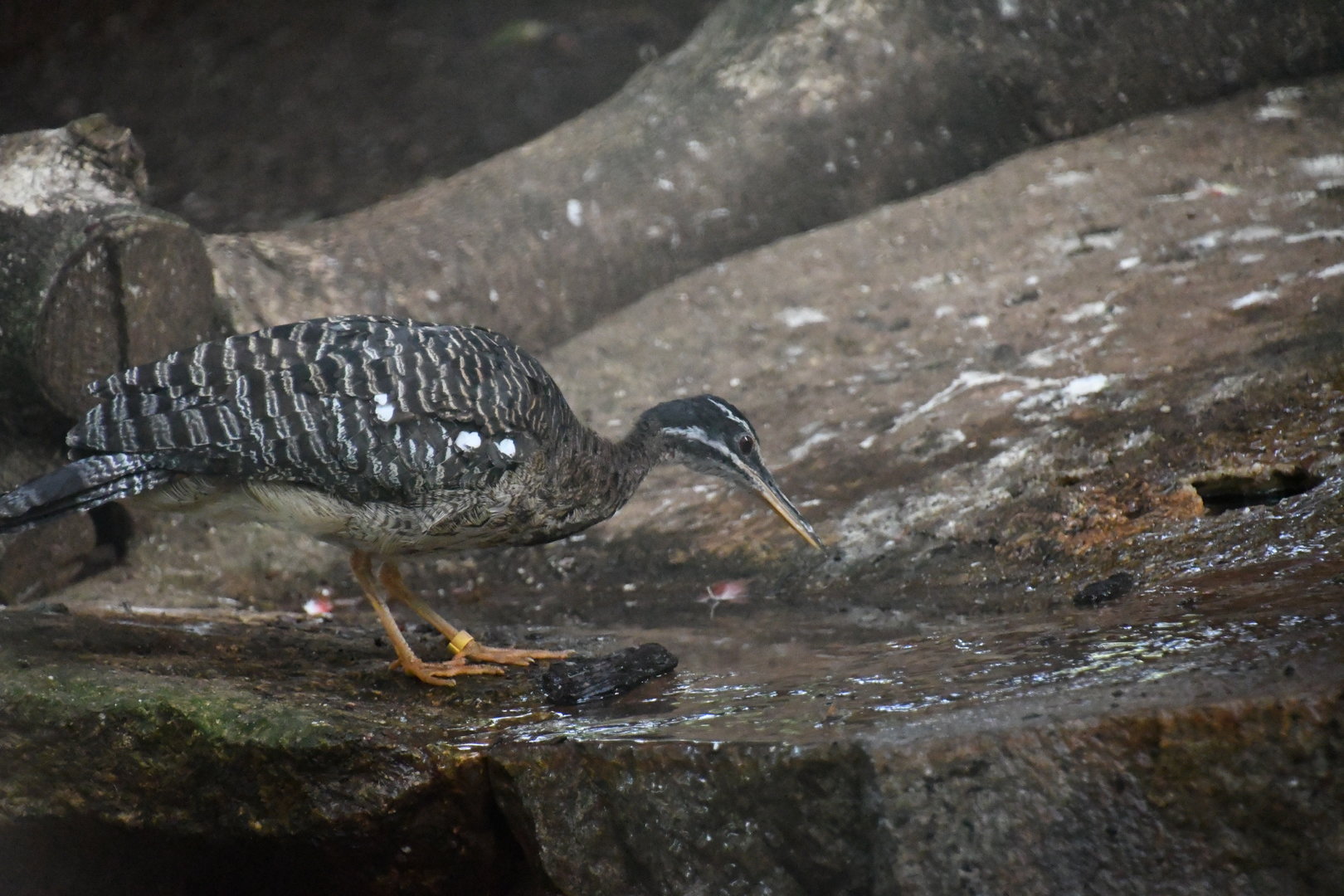 Sun Bittern (Zoo Lourosa)
