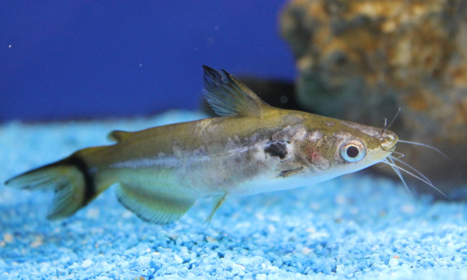 Sun catfish (Horabagrus brachysoma)