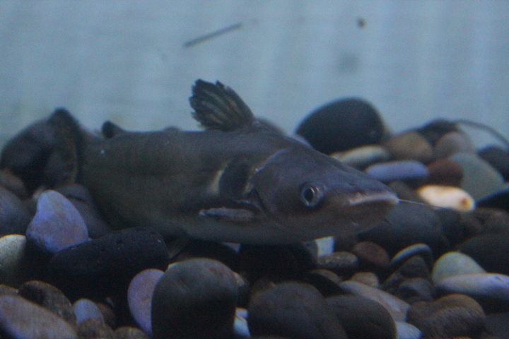 Sun catfish (Horabagrus brachysoma)
