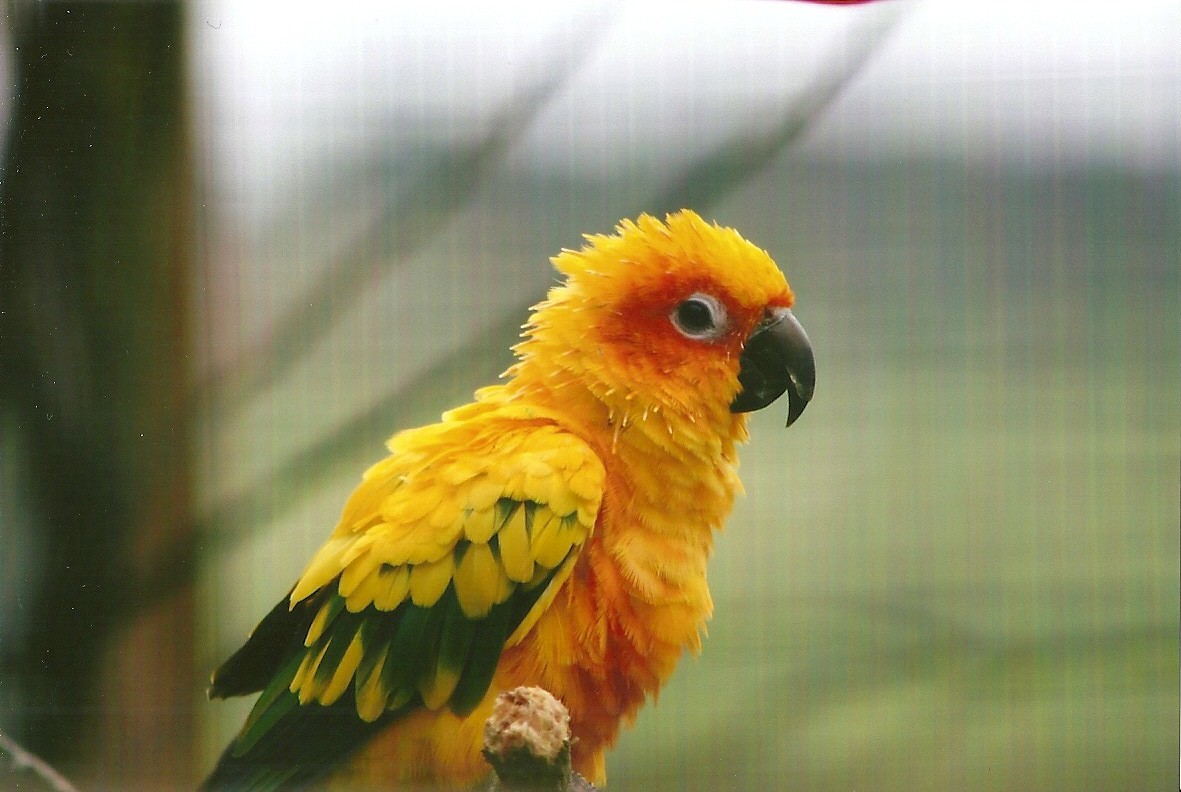 Sun Conure 10th September 2012