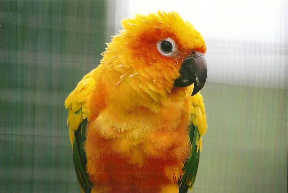 Sun Conure 10th September 2012