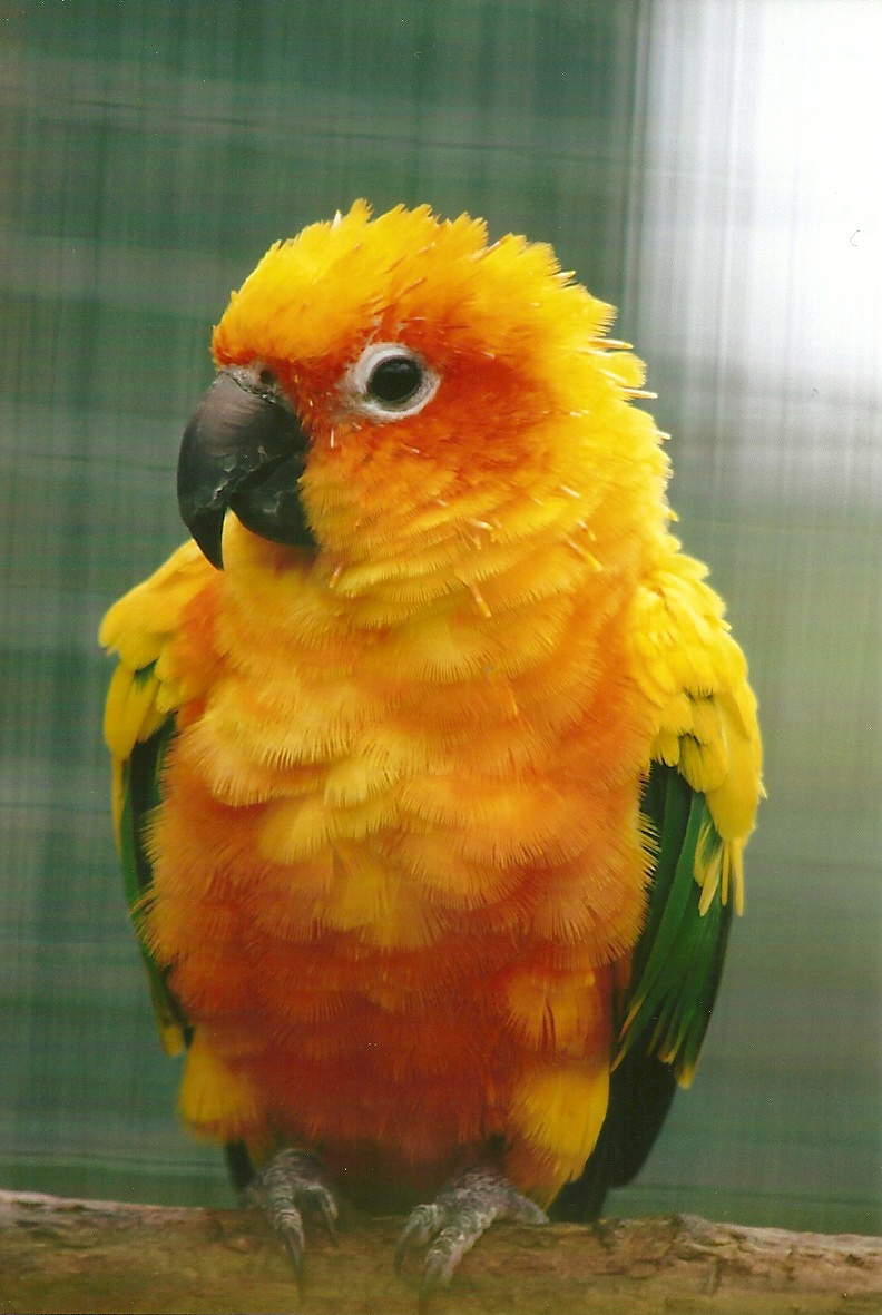 Sun Conure 10th September 2012