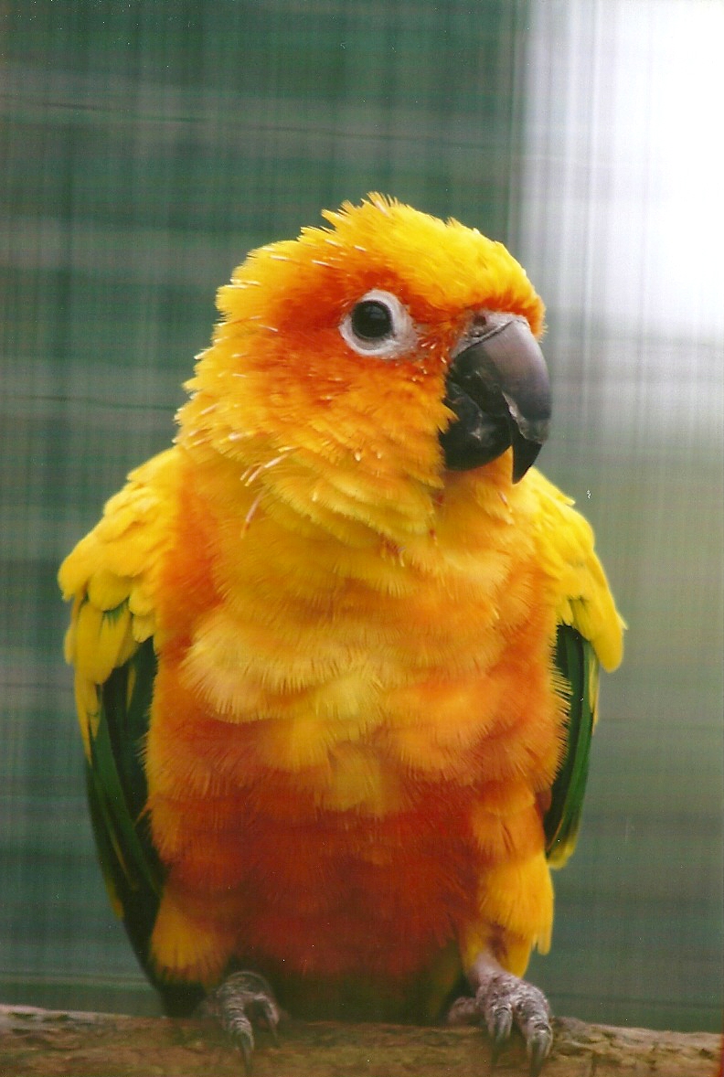 Sun Conure 10th September 2012