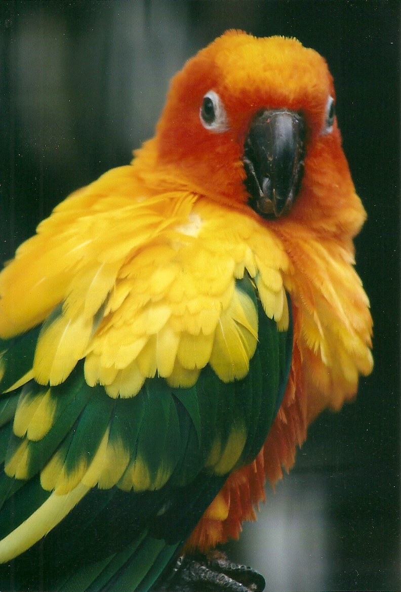 Sun Conure, 26th September 2013