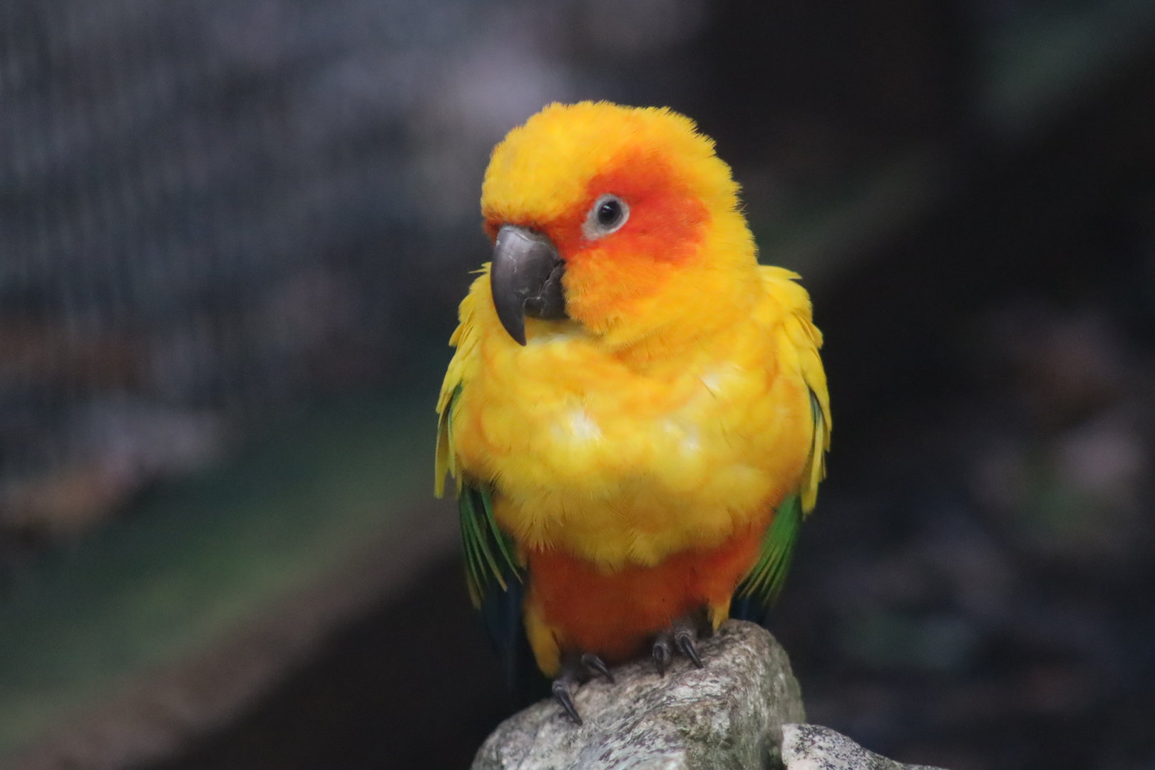 Sun conure - 8 November 2022