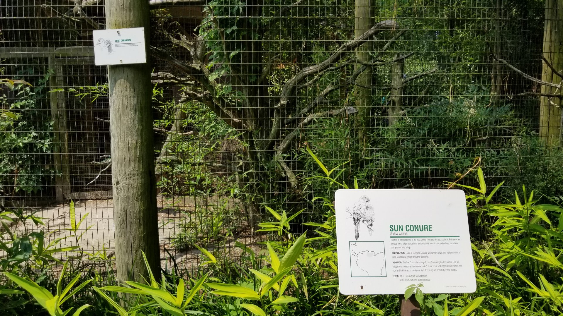 Sun conure and Great currasow signs