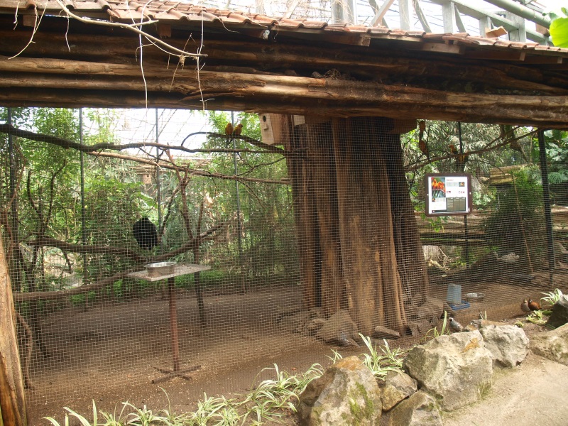Sun conure and grey-winged trumpeter aviary (April 19th, 2015)