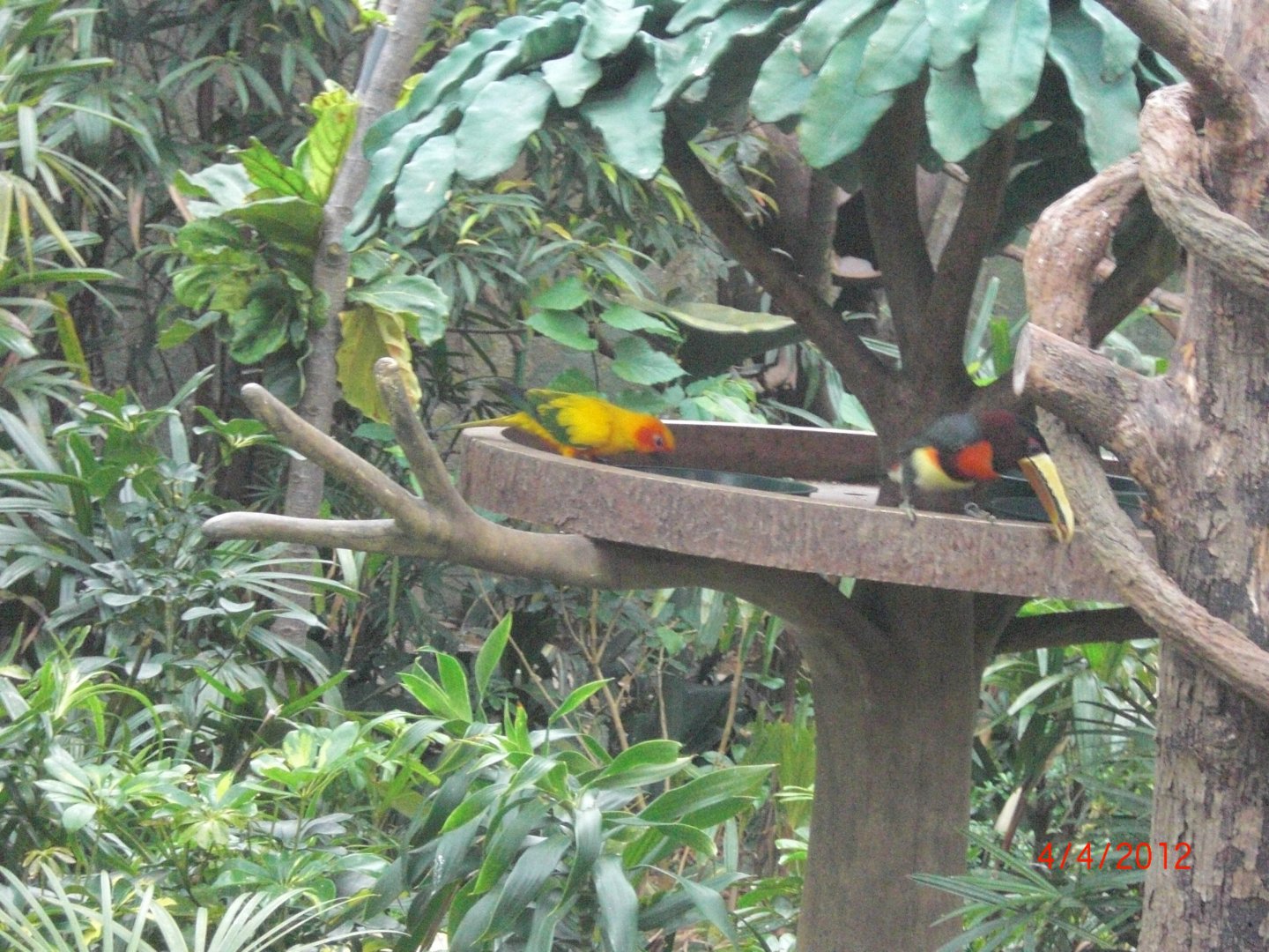 Sun conure and ??