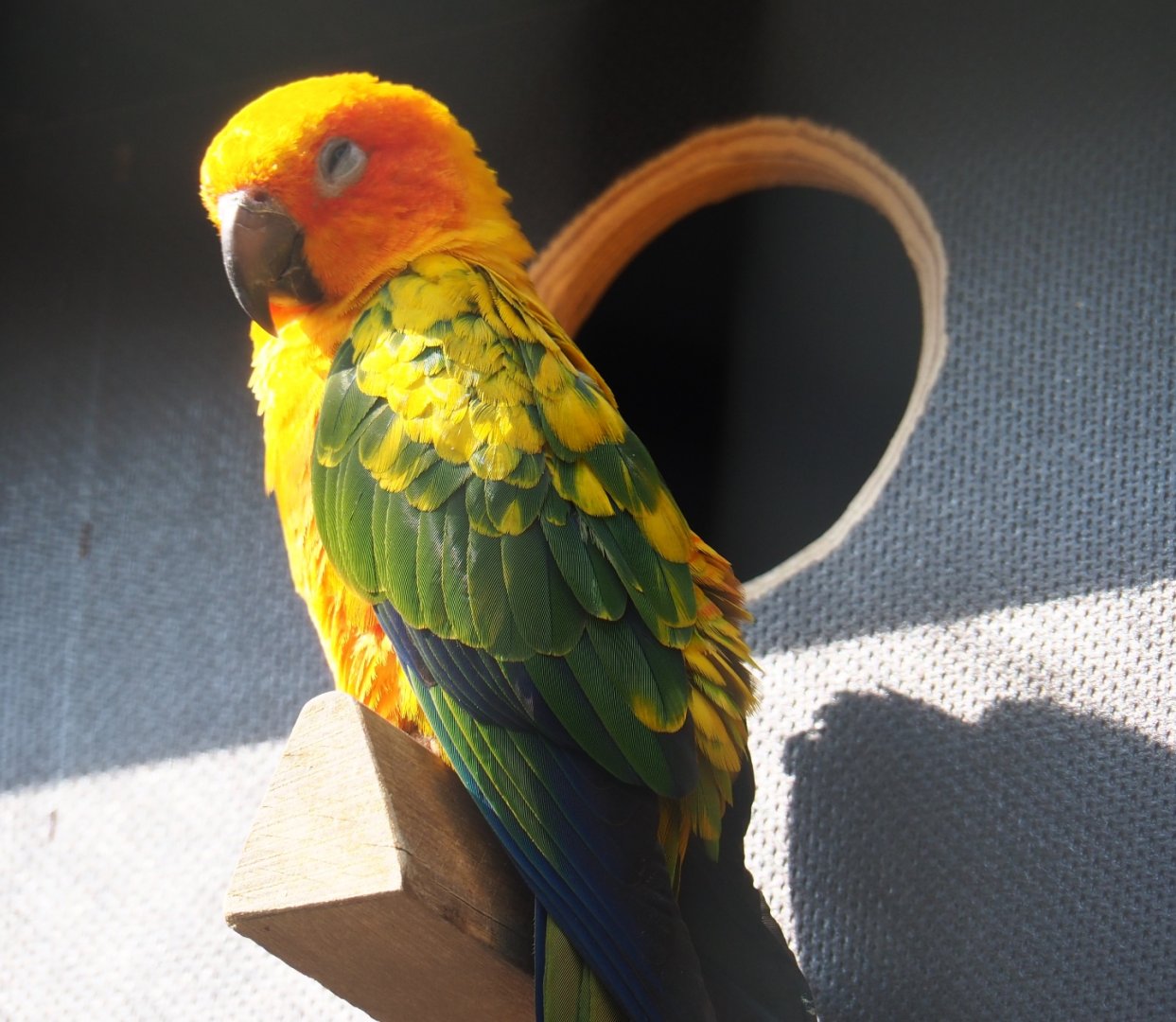 Sun conure (Aratinga solstitialis), 2019-04-06