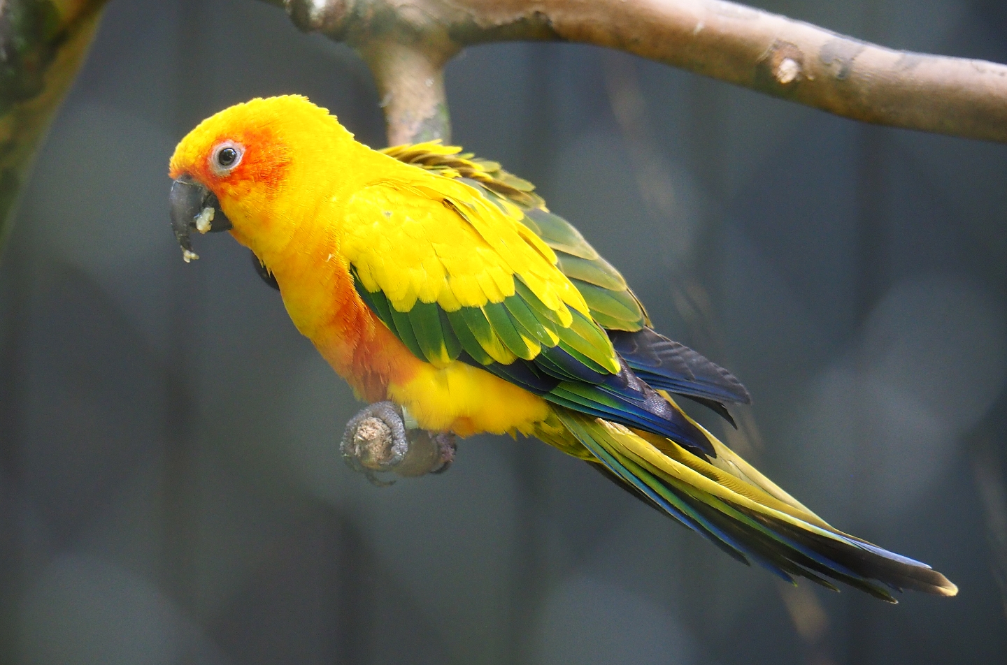Sun conure (Aratinga solstitialis), 2019-05-31