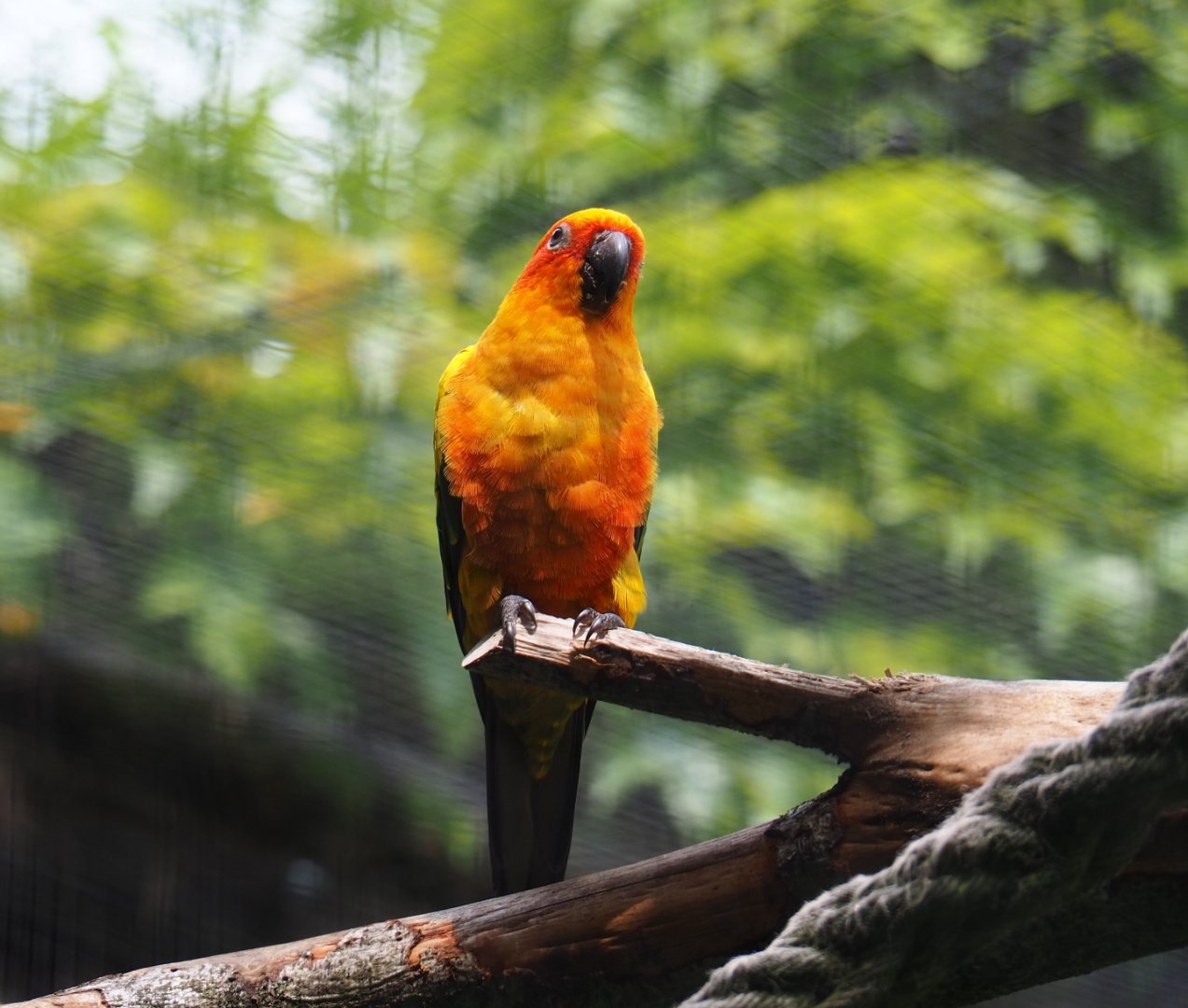 Sun conure (Aratinga solstitialis), 2019-07-21