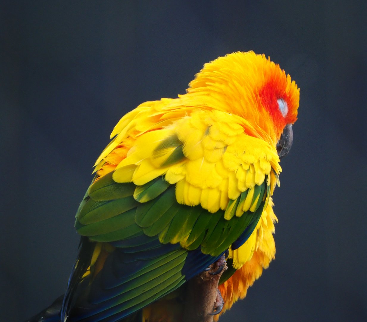 Sun conure (Aratinga solstitialis), 2019-12-28