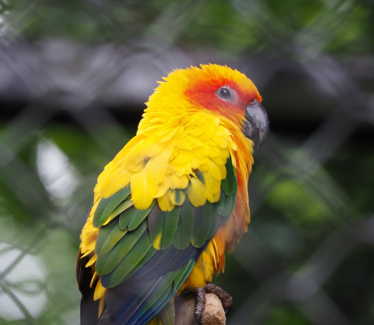 Sun conure (Aratinga solstitialis), 2020-05-23