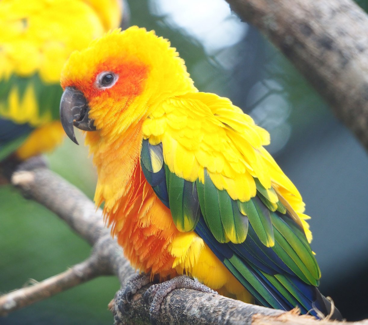 Sun conure (Aratinga solstitialis), 2020-05-24