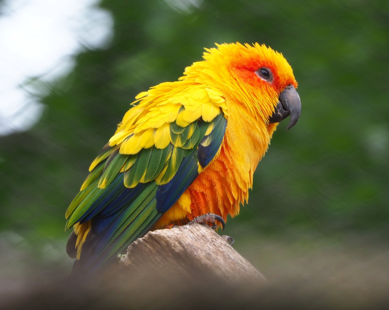 Sun conure (Aratinga solstitialis), 2020-05-24
