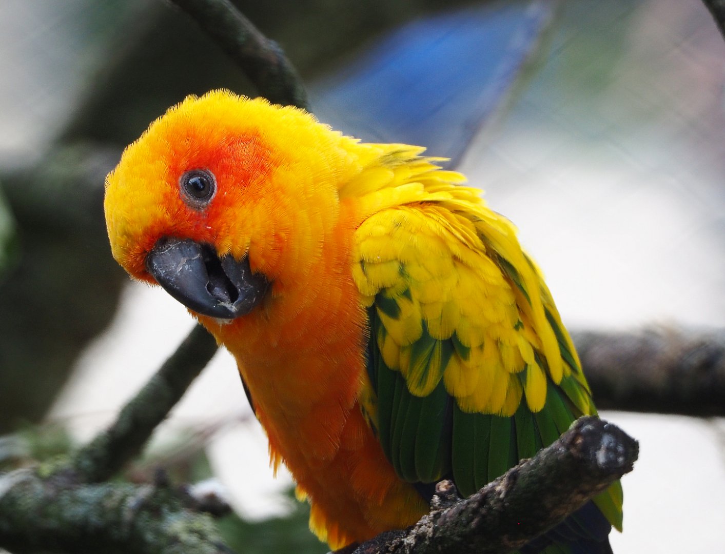 Sun conure (Aratinga solstitialis), 2020-06-28