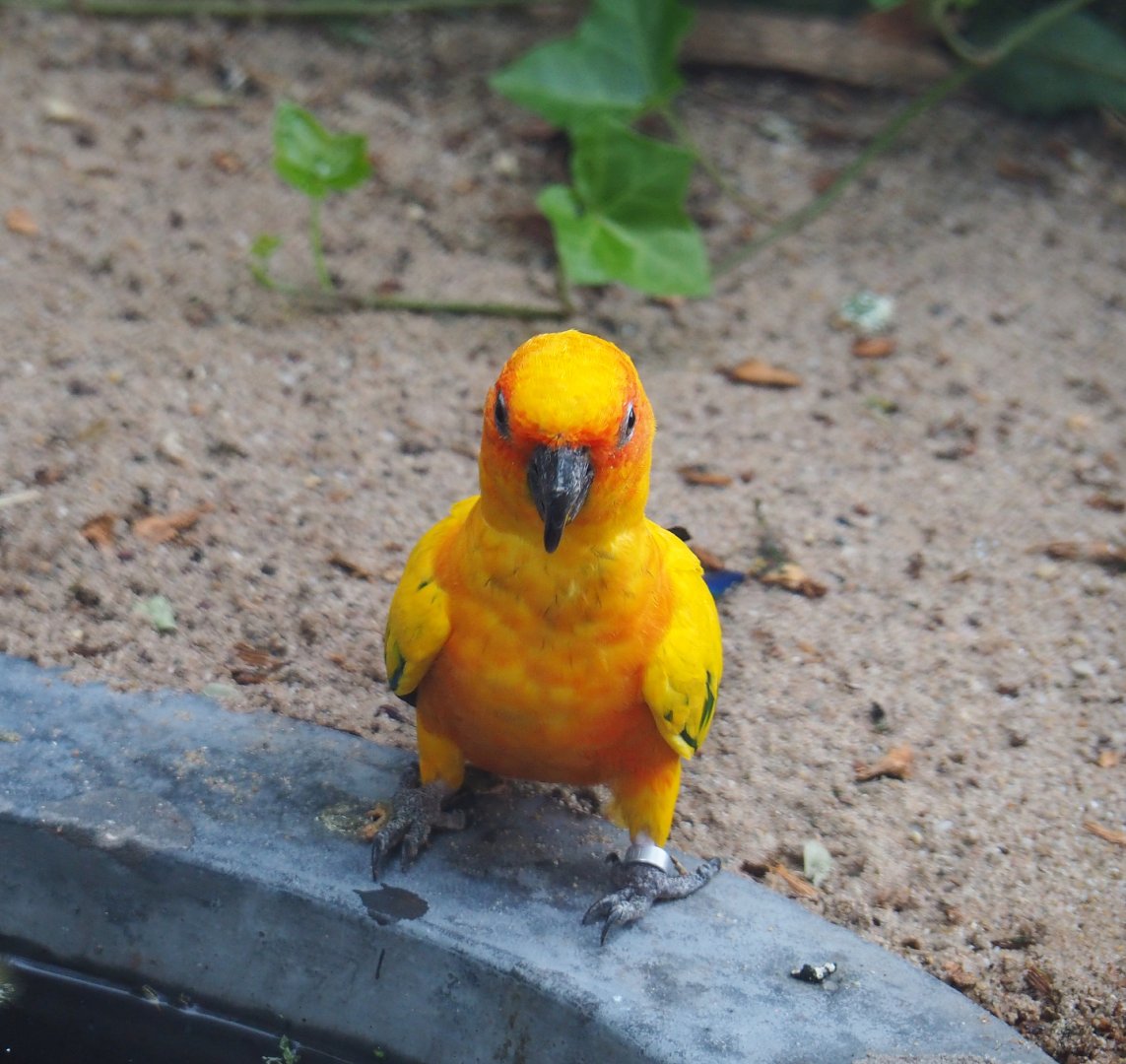 Sun conure (Aratinga solstitialis), 2020-06-28
