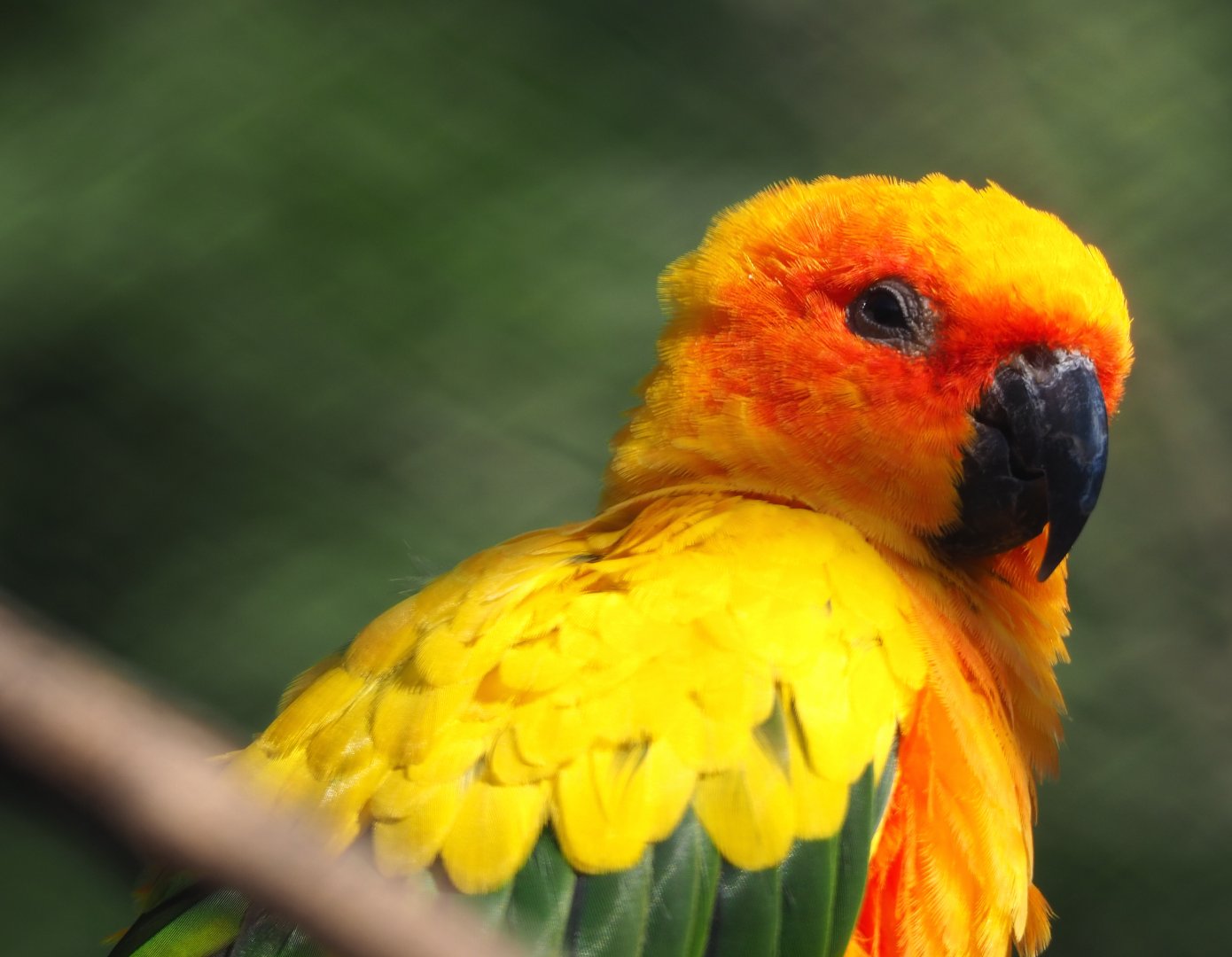 Sun conure (Aratinga solstitialis), 2020-09-20