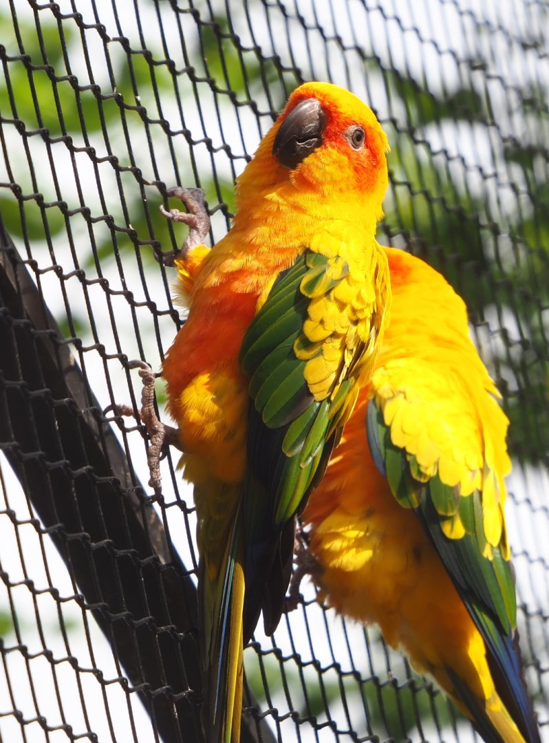 Sun conure (Aratinga solstitialis), 2021-07-17