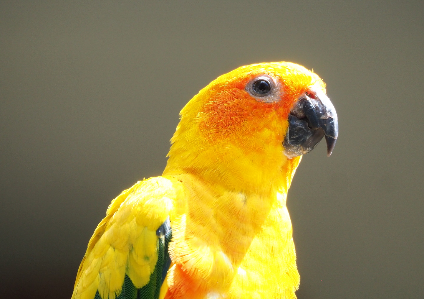 Sun conure (Aratinga solstitialis), 2021-07-17