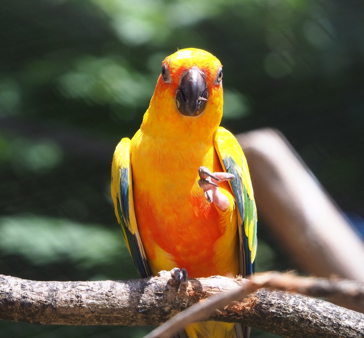 Sun conure (Aratinga solstitialis), 2021-07-17