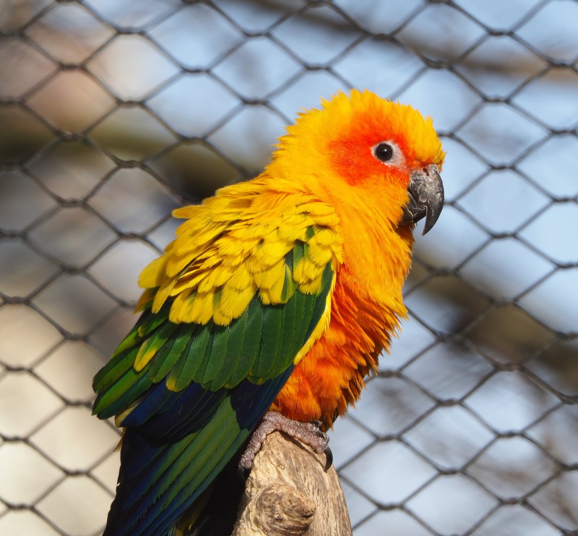 Sun conure (Aratinga solstitialis), 2022-03-16