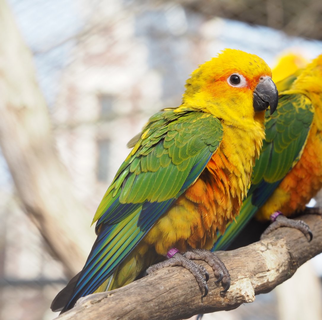Sun conure (Aratinga solstitialis), 2022-03-16
