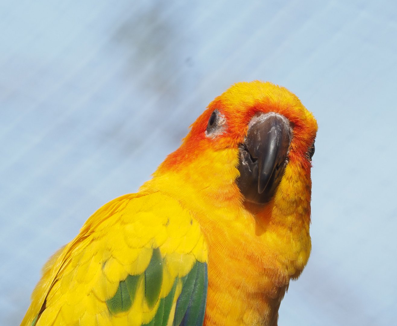 Sun conure (Aratinga solstitialis), 2022-03-16