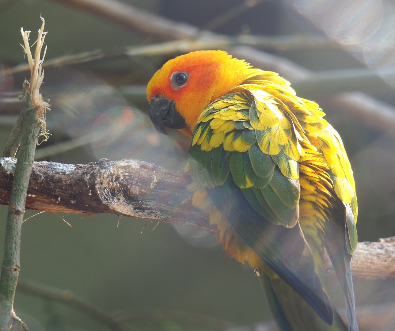 Sun conure (Aratinga solstitialis), 2022-05-26