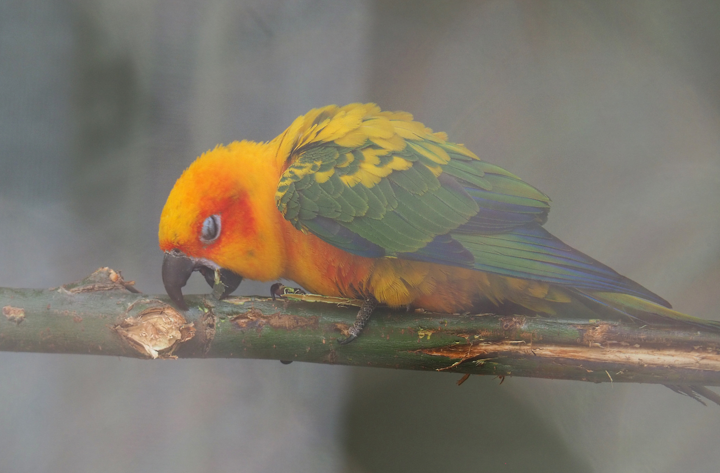 Sun conure (Aratinga solstitialis), 2022-05-26