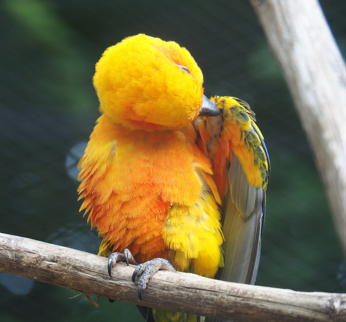 Sun conure (Aratinga solstitialis), 2022-07-10