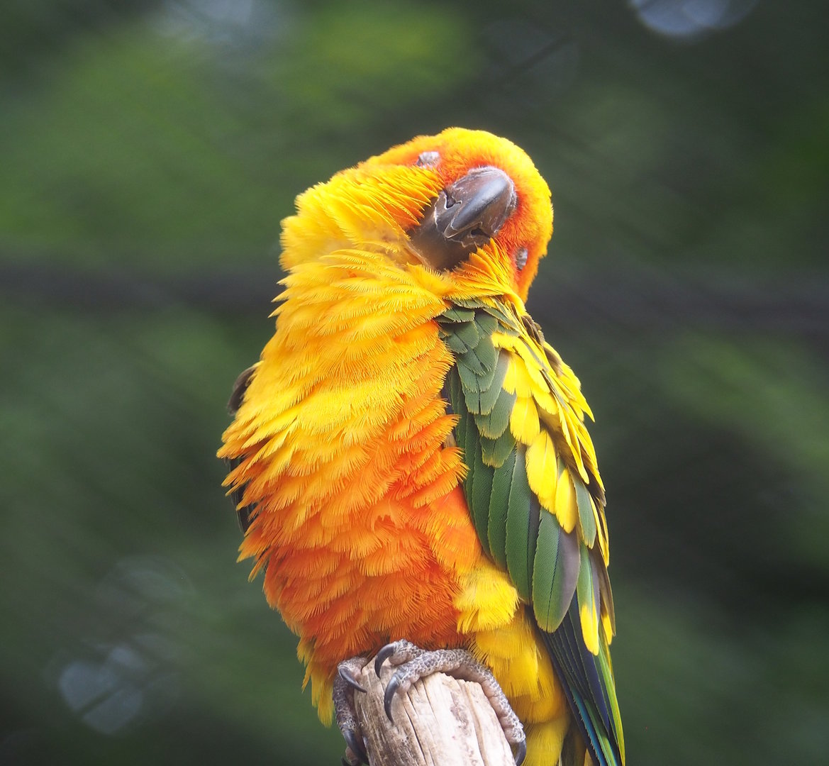 Sun conure (Aratinga solstitialis), 2022-07-10