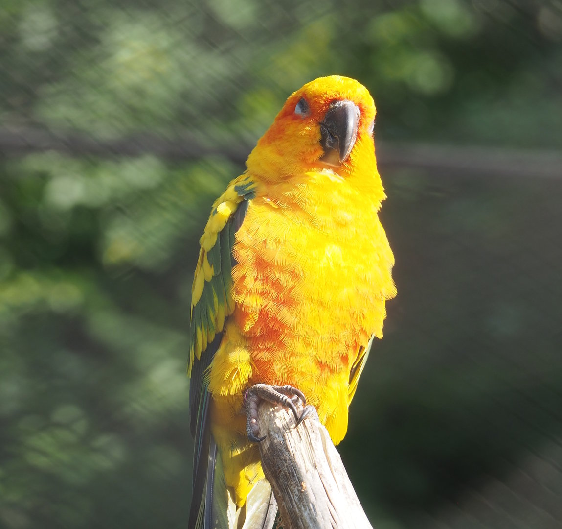 Sun conure (Aratinga solstitialis), 2022-08-16