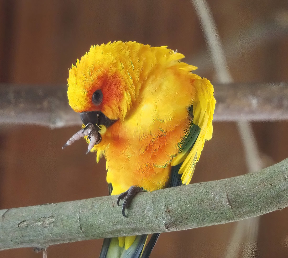 Sun conure (Aratinga solstitialis), 2022-08-20