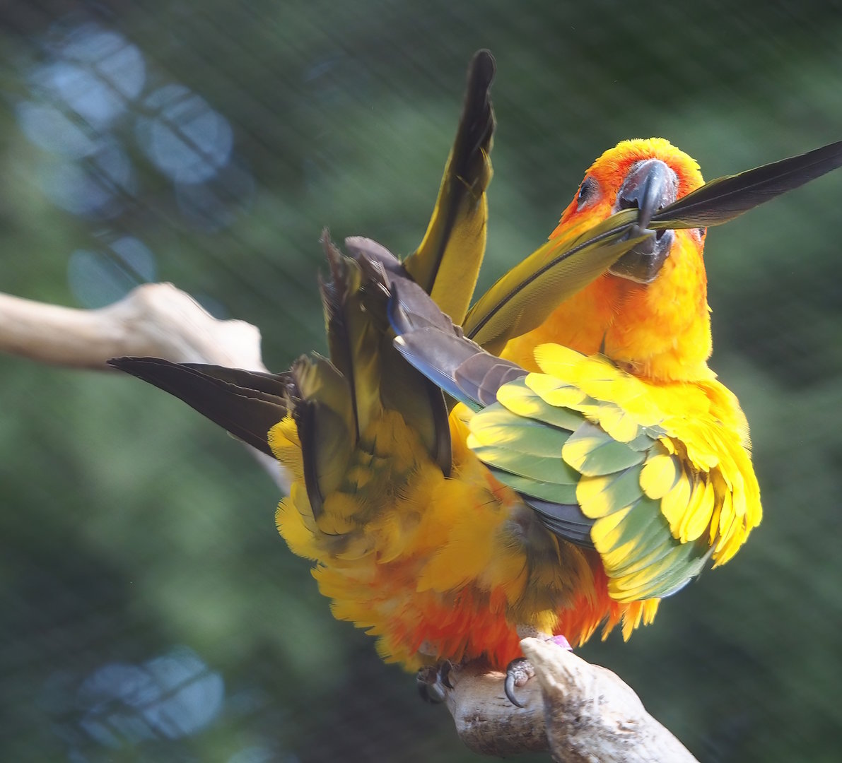 Sun conure (Aratinga solstitialis), 2022-09-04