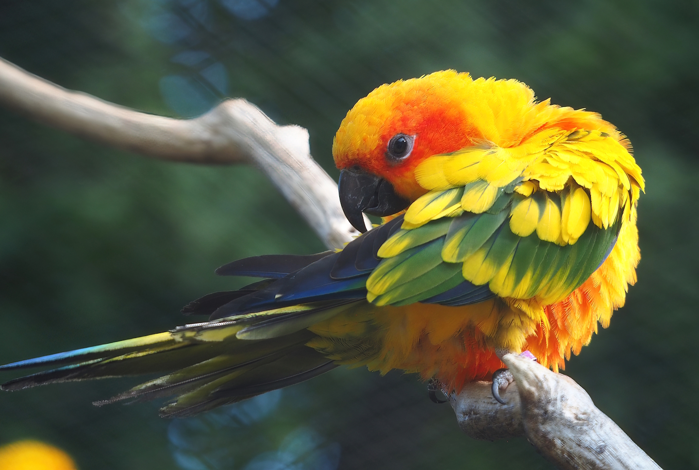 Sun conure (Aratinga solstitialis), 2022-09-04
