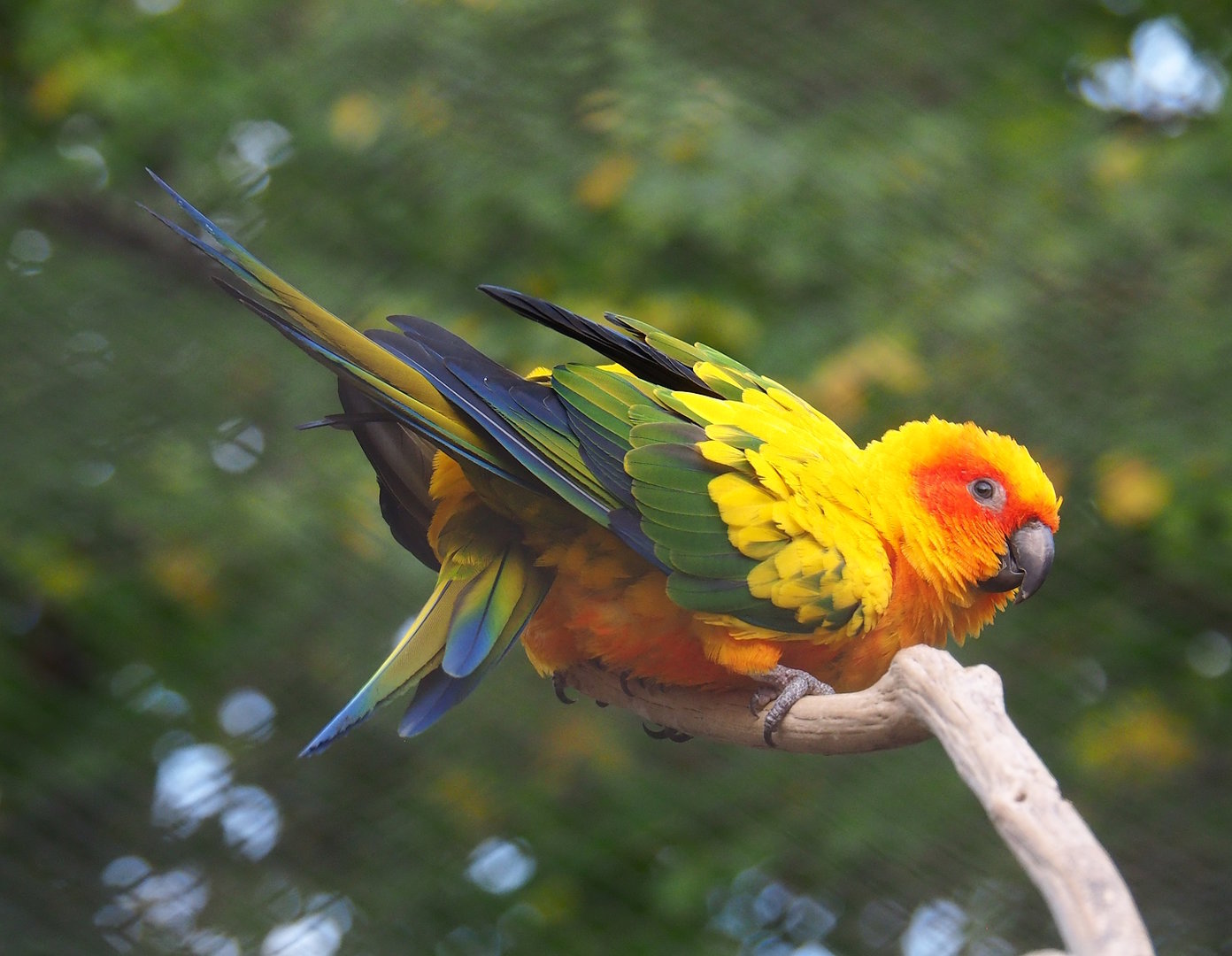 Sun conure (Aratinga solstitialis), 2022-10-29