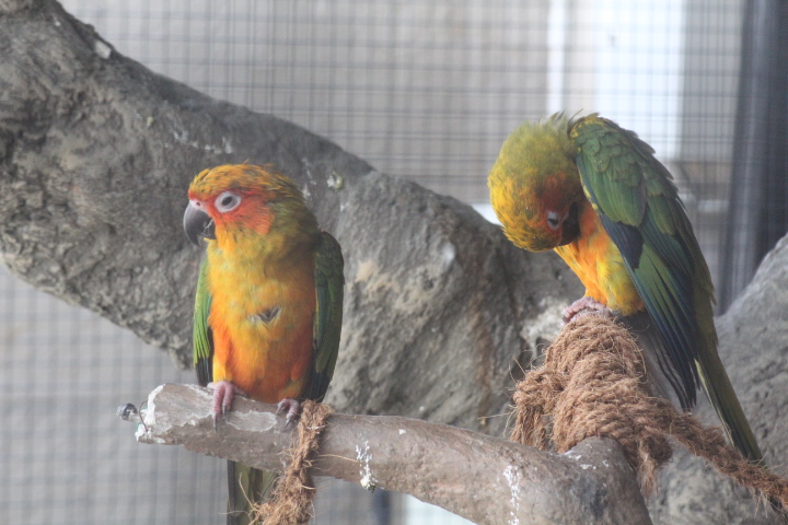 Sun conure (Aratinga solstitialis) - BXBirds