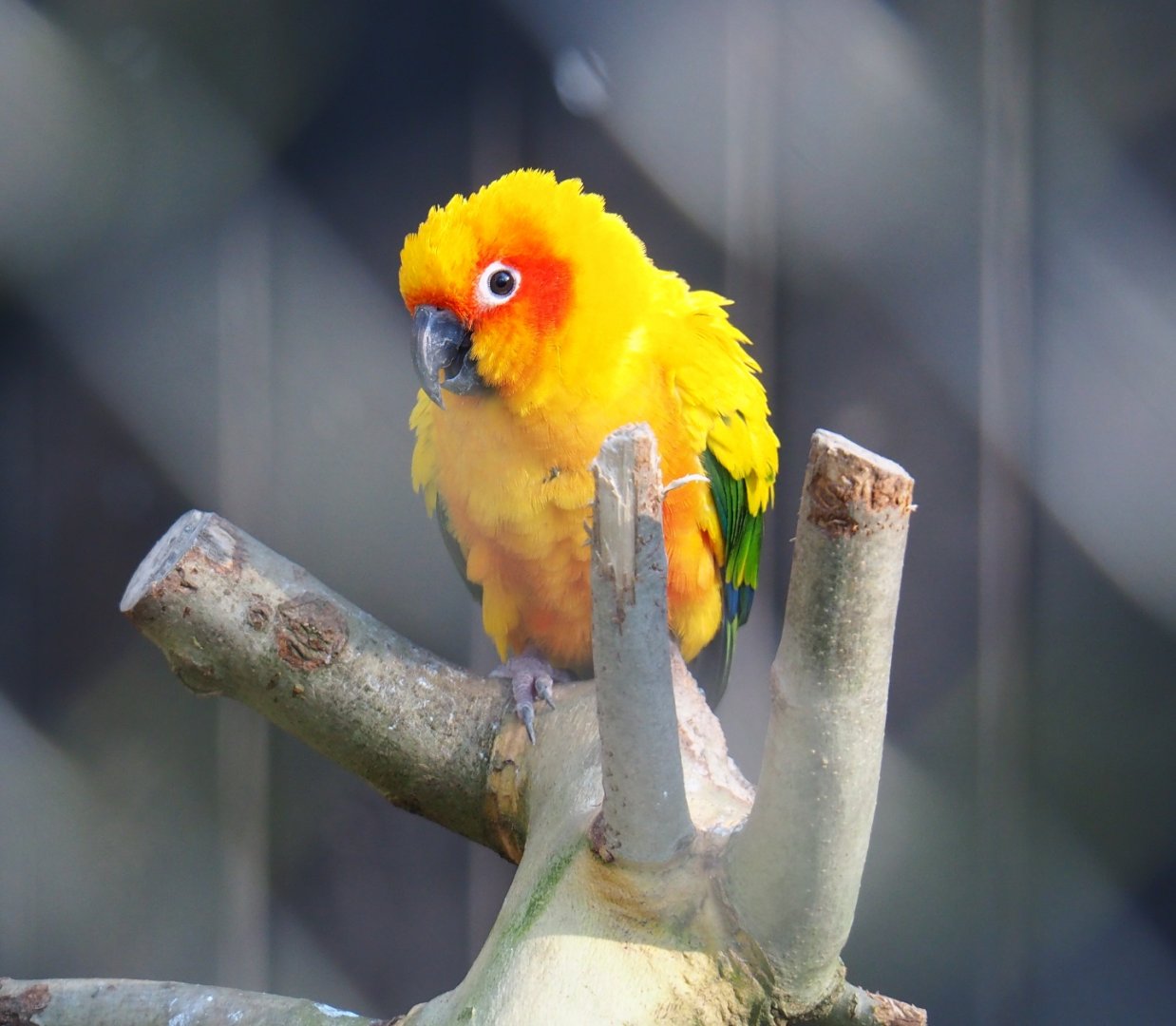 Sun conure (Aratinga solstitialis), Feb 16th, 2019