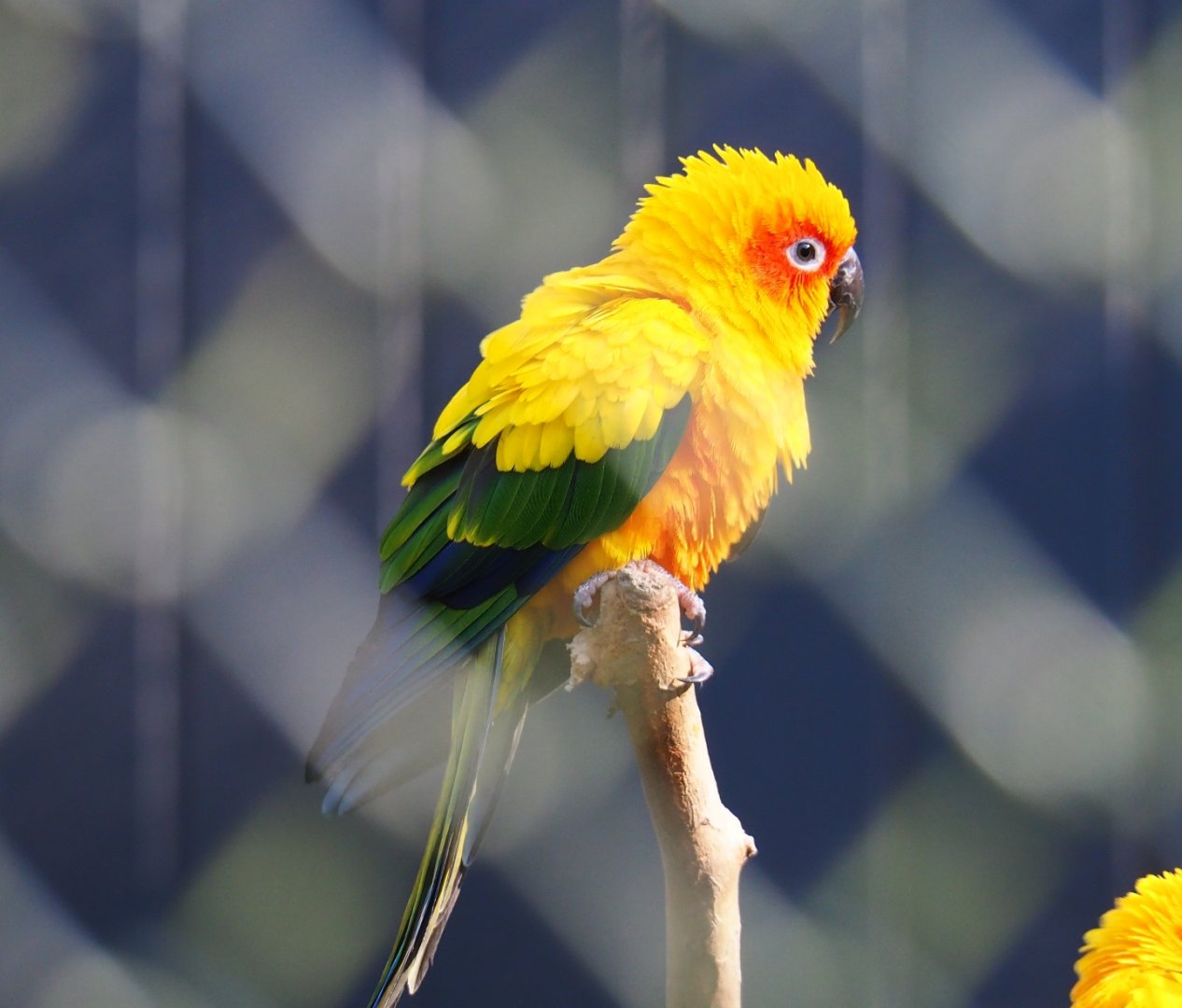 Sun conure (Aratinga solstitialis), Feb 16th, 2019