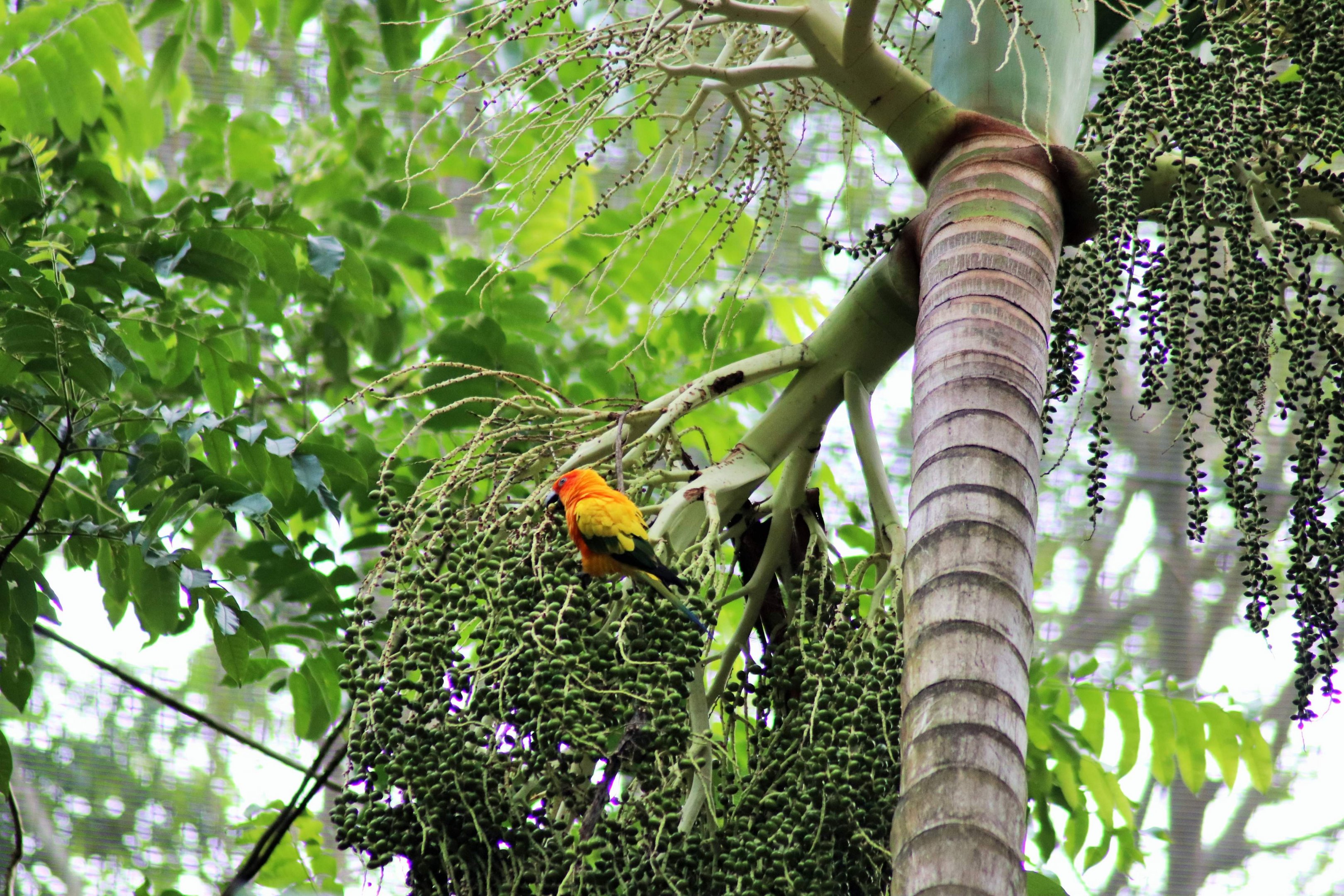 Sun Conure (Aratinga solstitialis) in Palm Tree