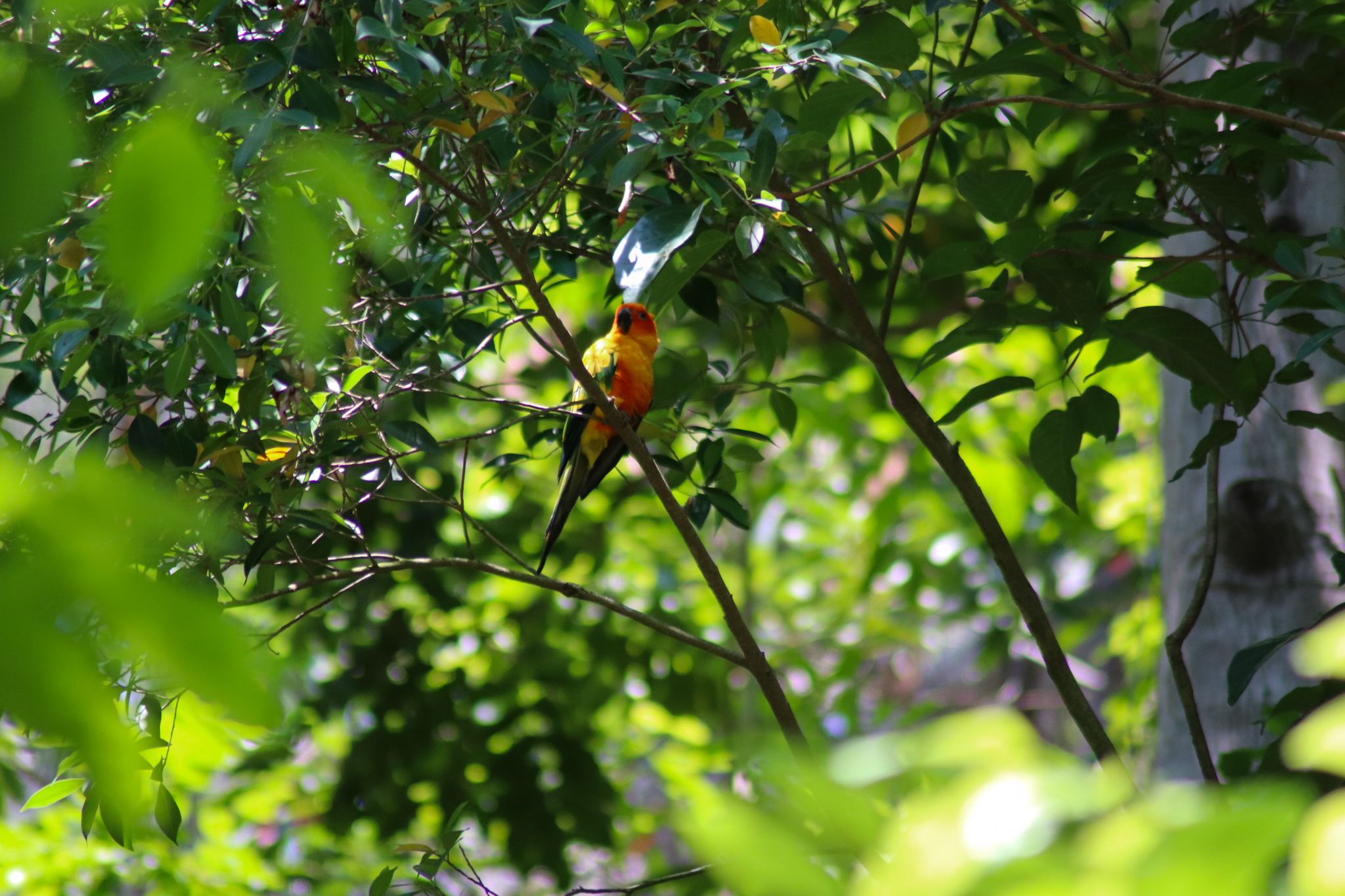 Sun Conure (Aratinga solstitialis) - Lost Valley Aviary - January 2020