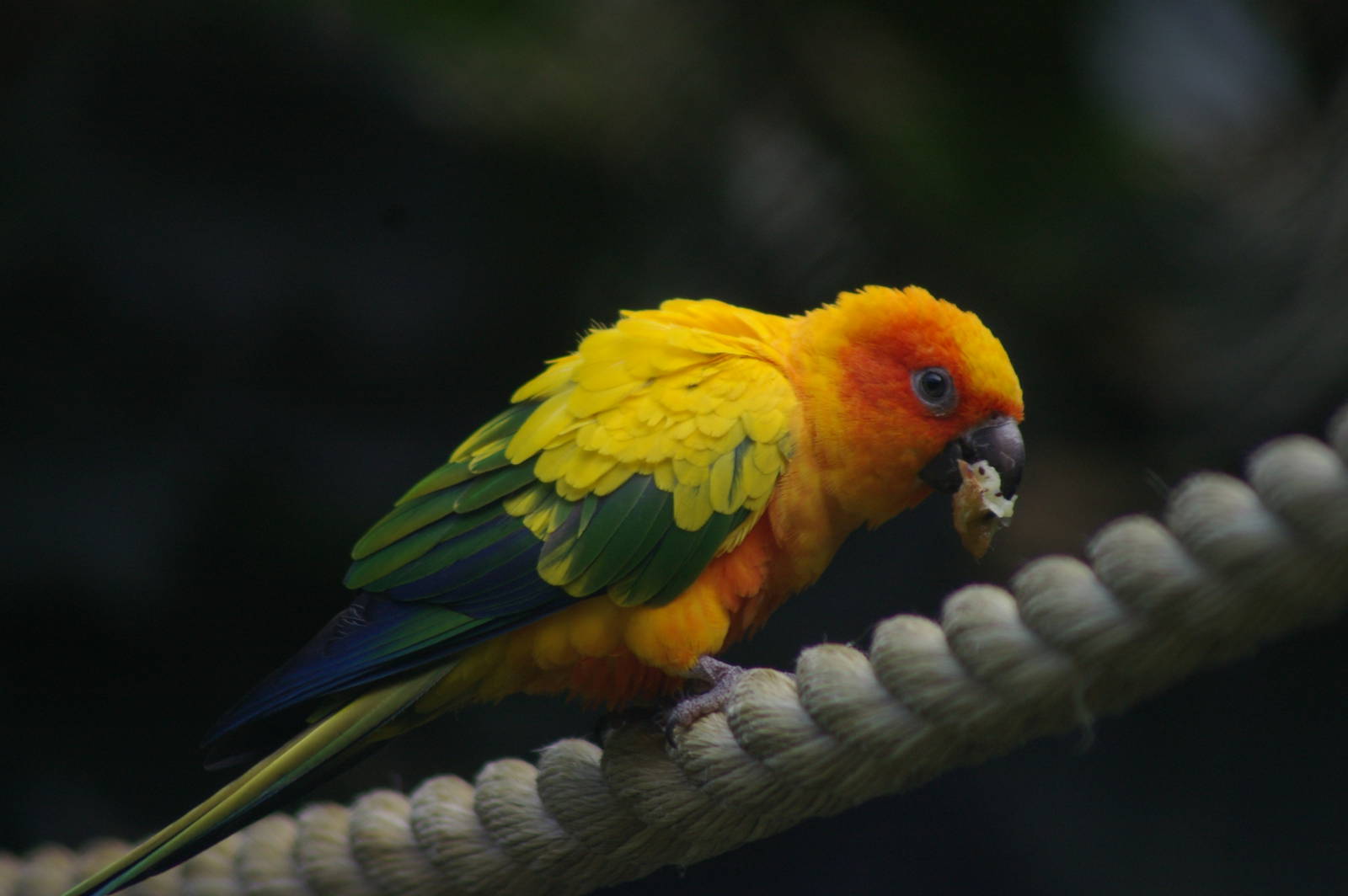 sun conure (Aratinga solstitialis)