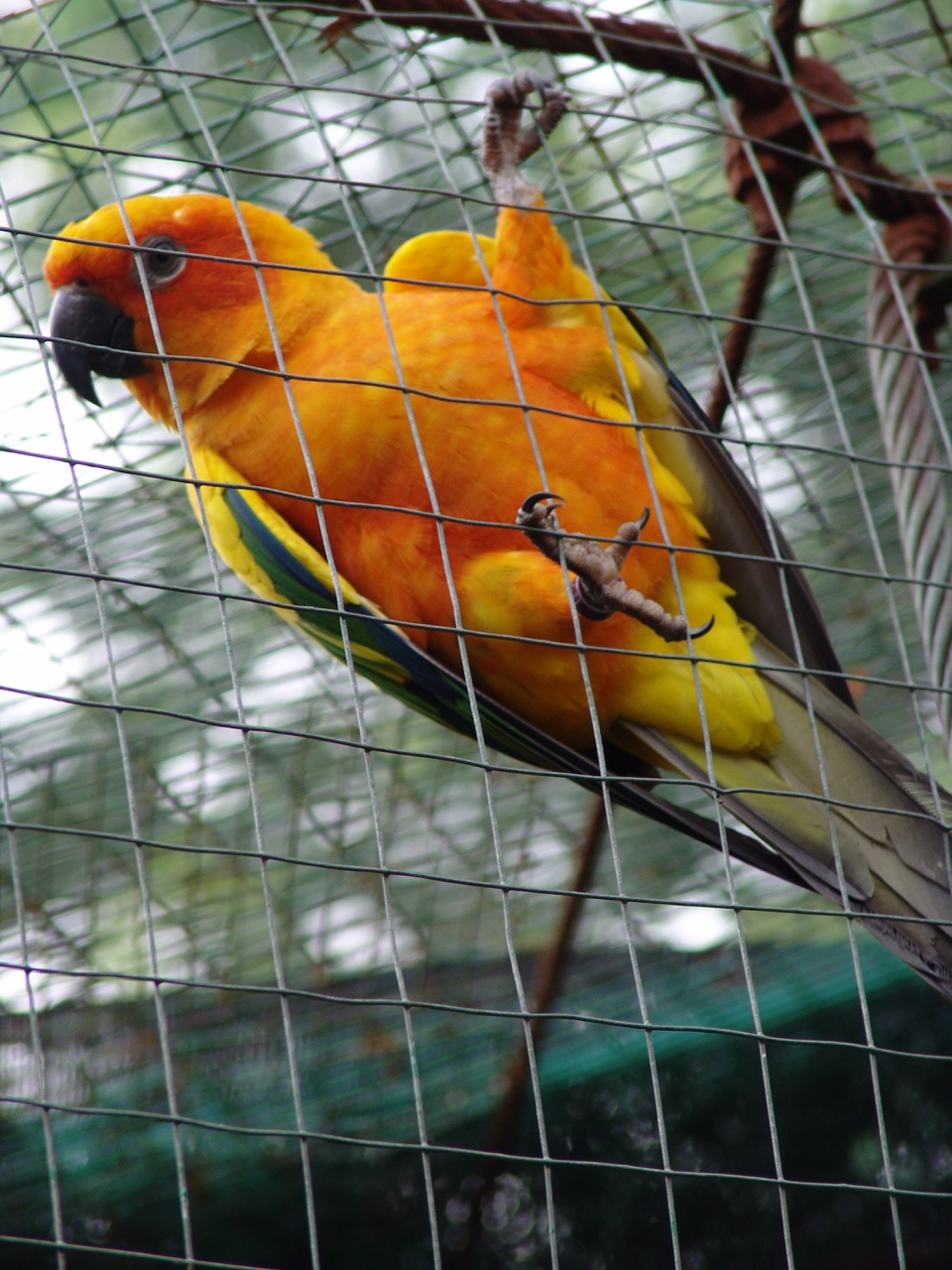 Sun Conure (Aratinga solstitialis)