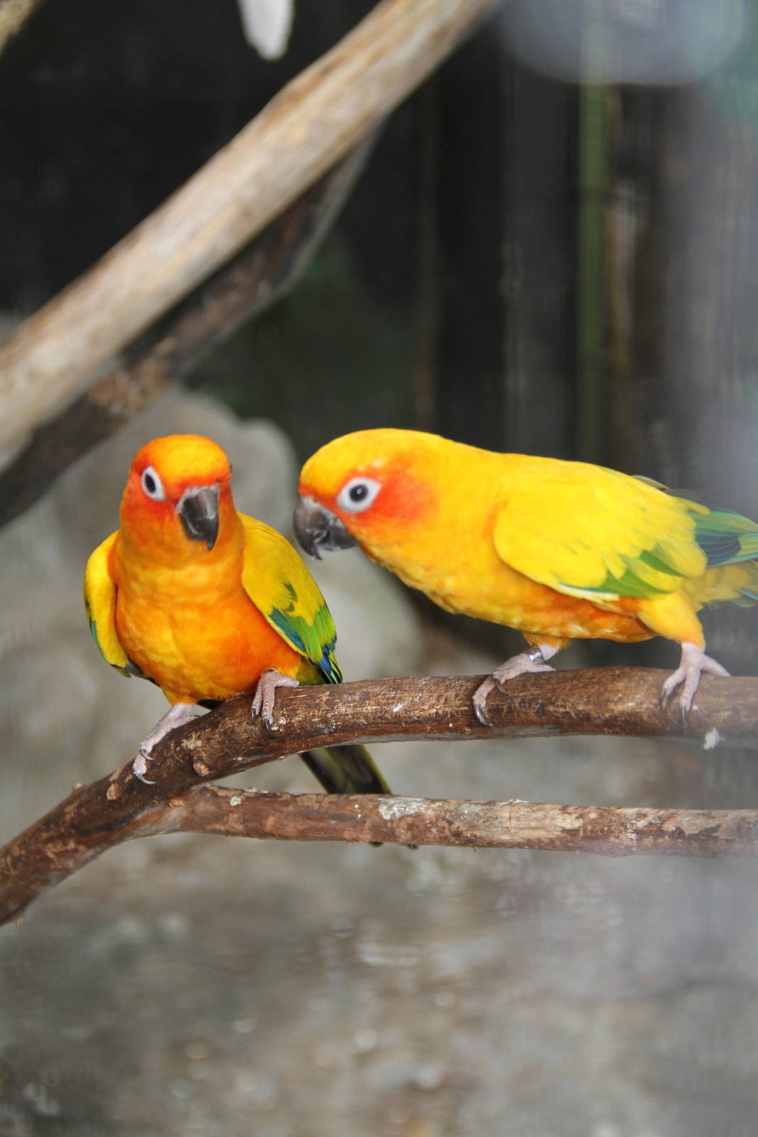 Sun Conure (Aratinga solstitialis)