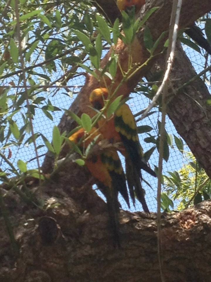 Sun Conure (Aratinga solstitialis)
