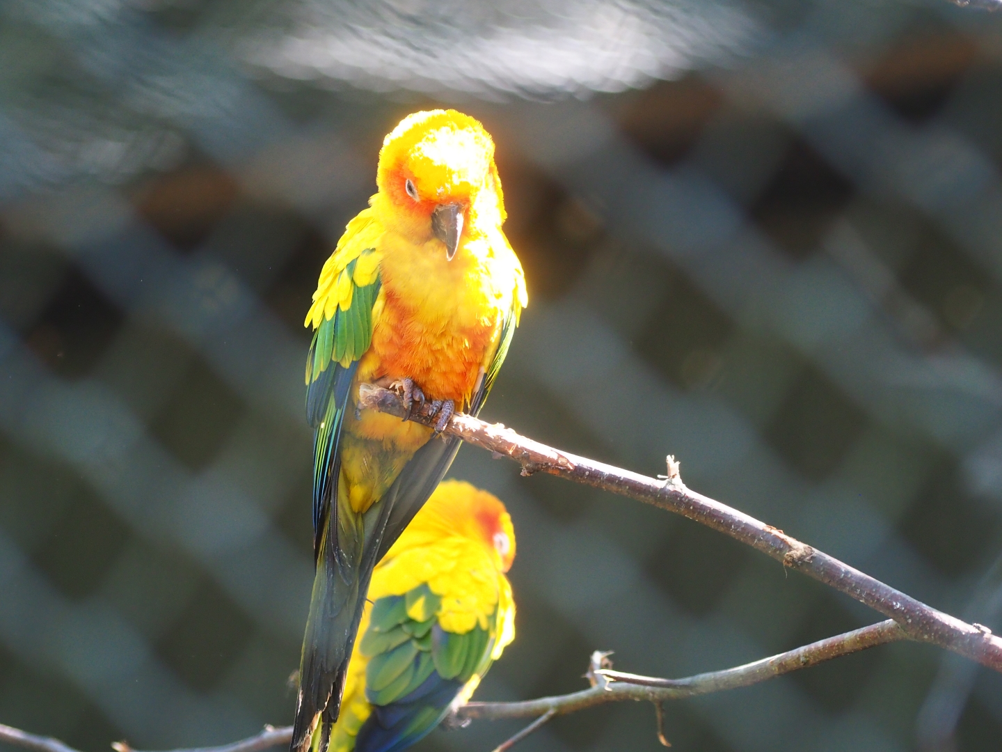 Sun conure (Aratinga solstitialis)