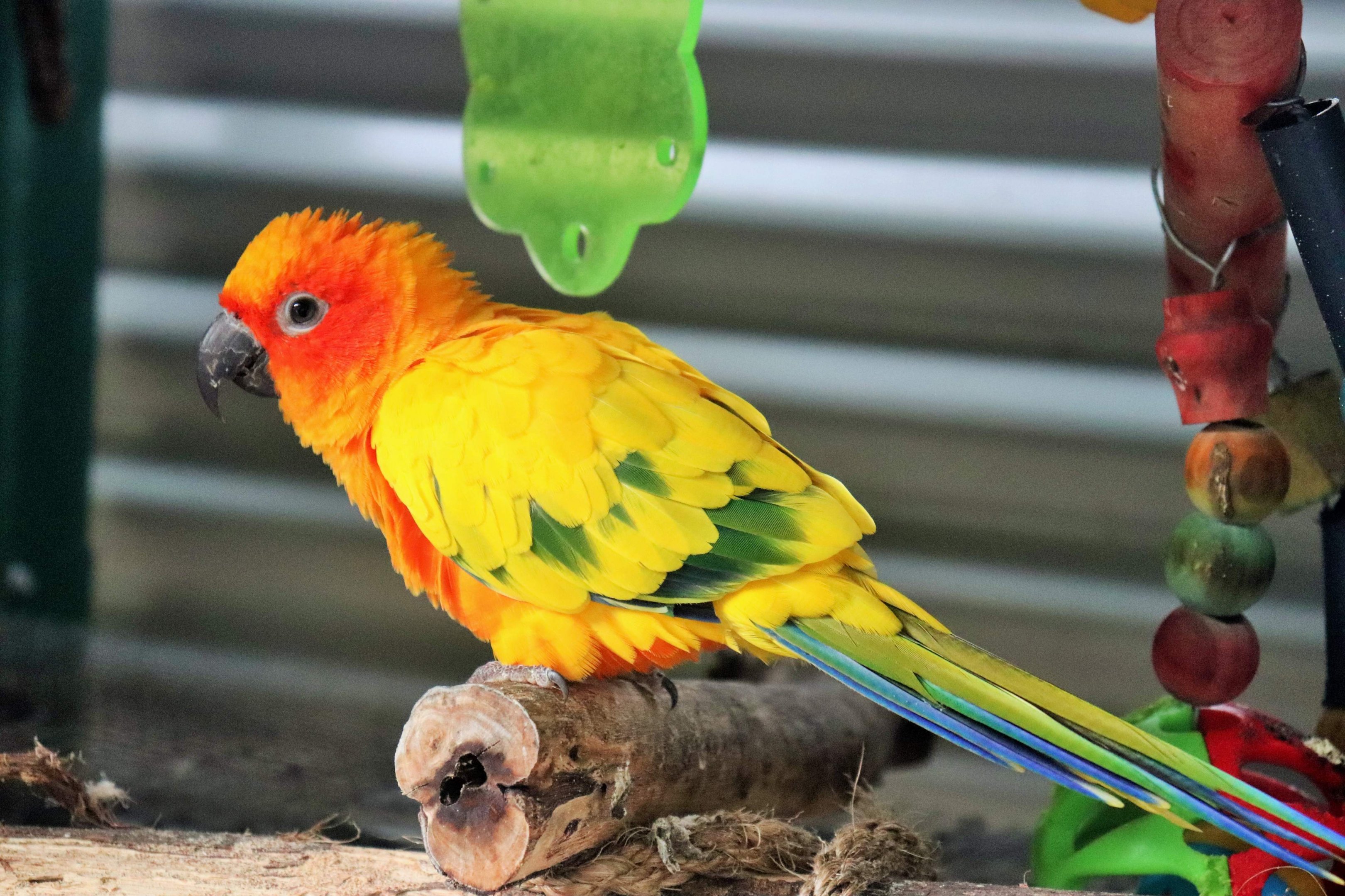 Sun Conure (Aratinga solstitialis)