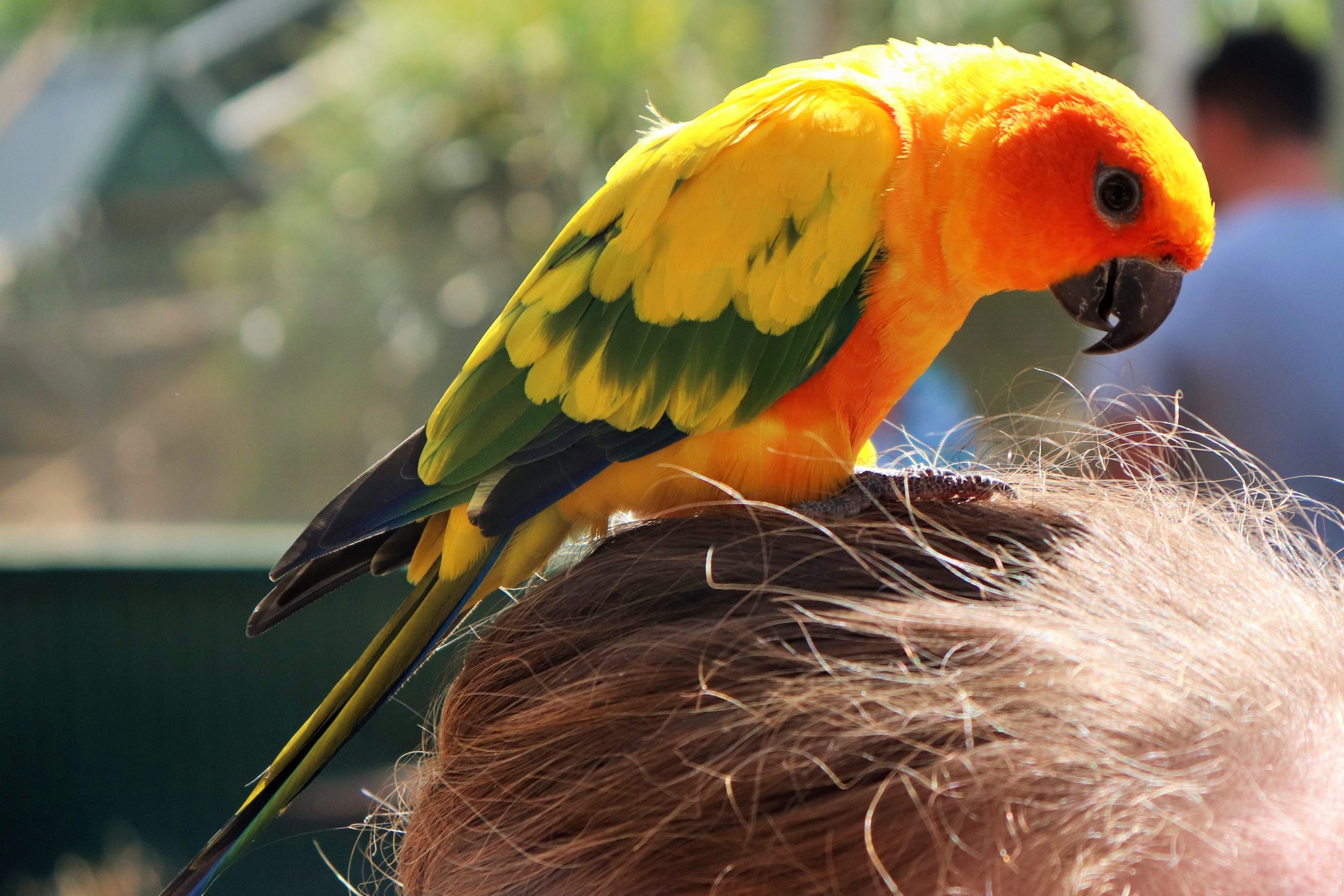 Sun Conure (Aratinga solstitialis)